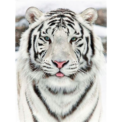 Pintura por Números Tigre Blanco - Image 9