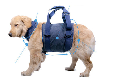 Correa para Perro Resistente y Segura - Image 6