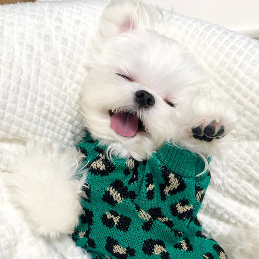 Suéter Leopardo Tejido para Perros Pequeños y Gatos - Image 2