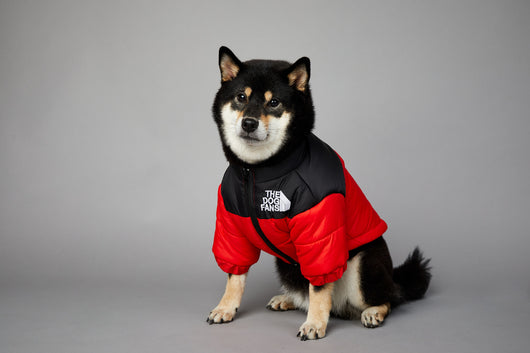Abrigo Impermeable y Cortavientos para Perros - Ropa de Invierno Acolchada - Image 36