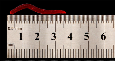 Carnada Artificial Gusano Rojo 3.5cm - Señuelo Realista a Granel - Image 7