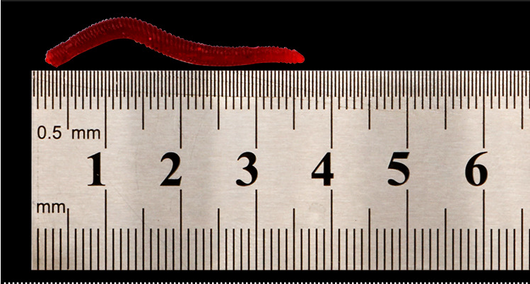 Carnada Artificial Gusano Rojo 3.5cm - Señuelo Realista a Granel - Image 7