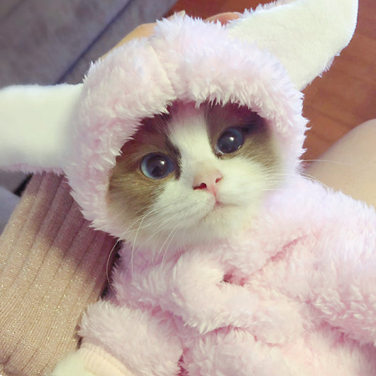 Ropa para Gatos y Gatitos - Diseños Divertidos y Adorables - Image 15