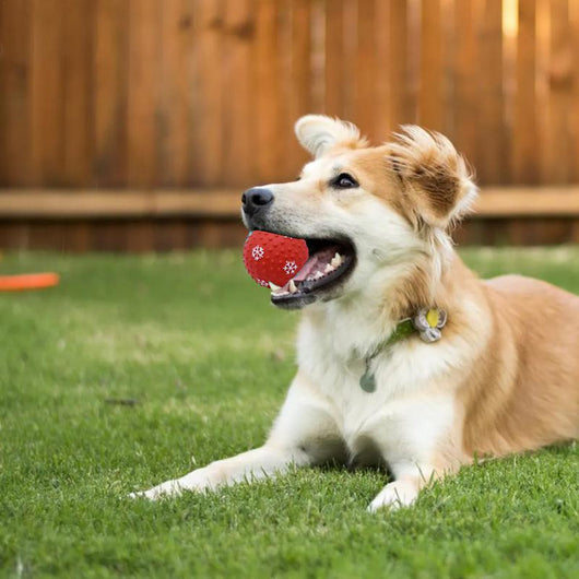 Juguetes Interactivos para Perros y Gatos - Pelotas Resistentes para Limpiar Dientes - Image 4