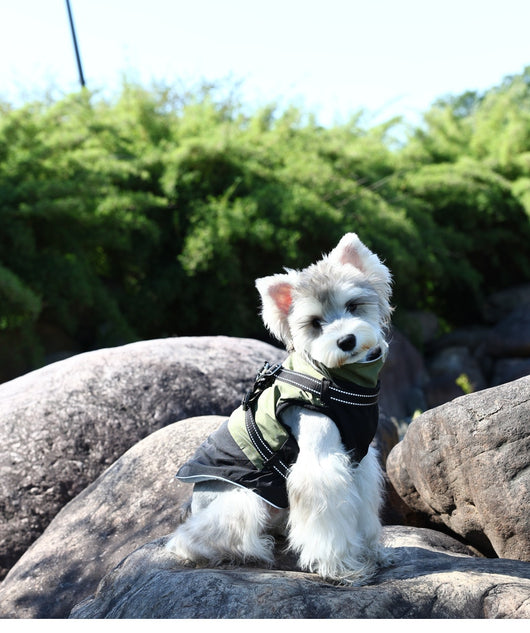 Ropa Impermeable para Mascotas en Algodón Resistente - Image 13