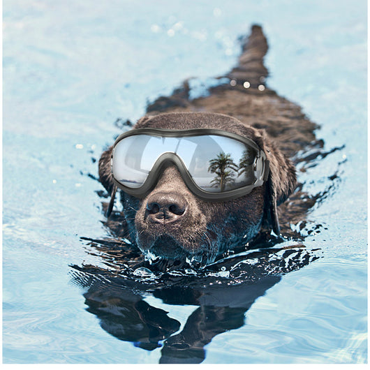Gafas de Sol para Perros - Protección UV y Resistencia al Viento - Image 12