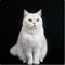 Estilo 17 XS