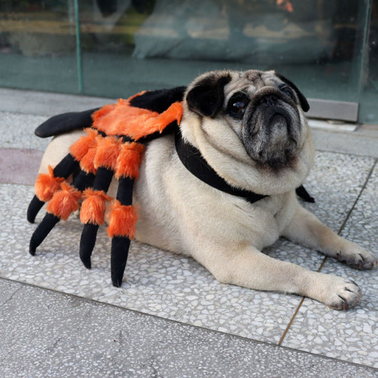 Disfraz de Araña para Mascotas - Traje Halloween Divertido - Image 3
