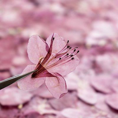 Adorno de Flor de Azalea Deshidratada