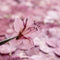 Adorno de Flor de Azalea Deshidratada