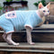 Ropa Térmica Reversible para Gatos sin Pelo - Abrigo Doble Cara Invierno