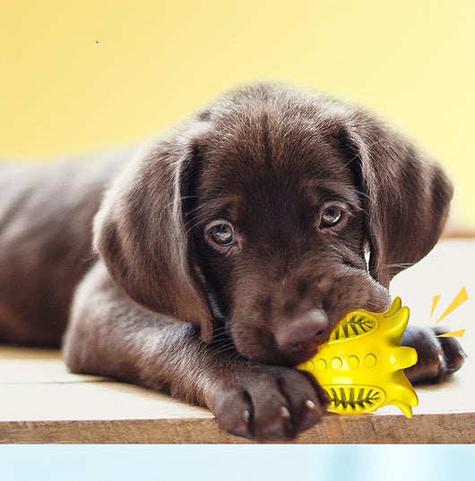 Juguete Masticable Pulpo con Sonido para Limpiar Dientes de Perros Pequeños - Image 13