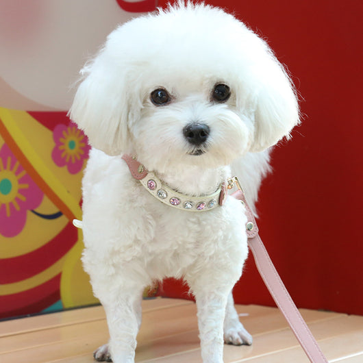 Traje Protector Diamond en Cuero PU para Perros y Gatos - Image 11