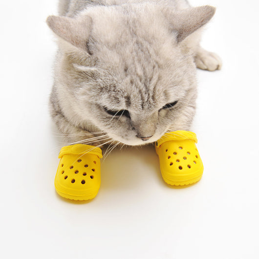 Zapatos de Verano para Perros con Estilo Personalizado