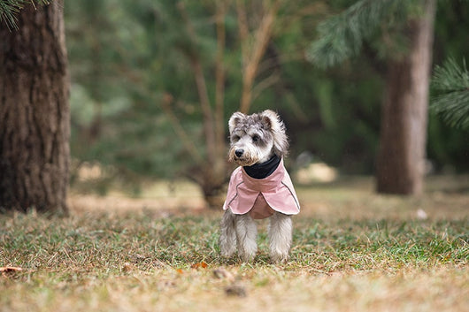 Poncho Impermeable Universal para Perros Pequeños y Medianos - Image 28