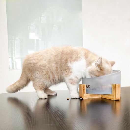 Comedero Inclinado de Cristal para Gatos - Image 10