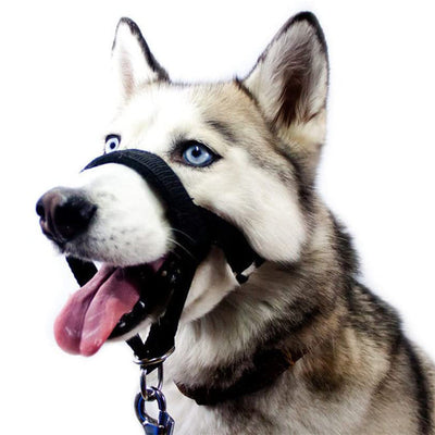 Arnés Entrenamiento Antitirones con Bozal Ajustable para Mascotas - Image 12