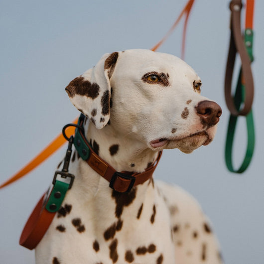 Correa de Tracción Retro para Perros