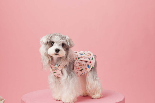 Falda Denim con Tirantes para Perros Pequeños Schnauzer y Maltés - Image 56