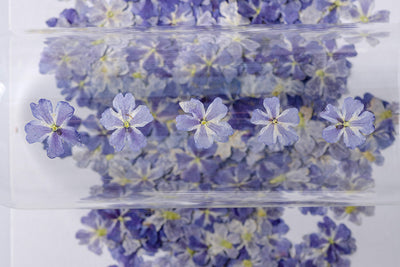 Marcapáginas con Flor de Cerezo Deshidratada - Accesorio Ornamental con Espécimen Botánico - Image 9