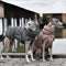 Chaleco Térmico Acolchado para Perros - Abrigo de Algodón