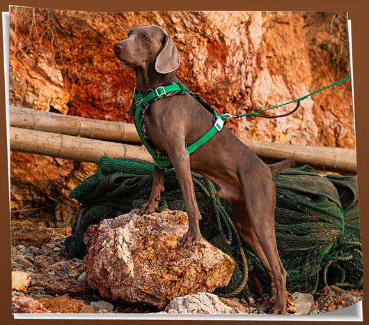 Arnés de Pecho para Perros con Correa de Fácil Colocación - Image 12