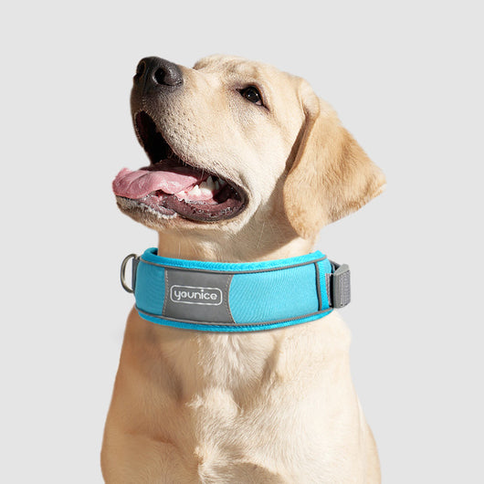 Collar y Correa para Perro Resistente a Tirones con Cierre de Seguridad - Image 18