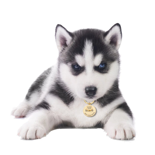 Placa de Identificación Personalizada para Mascotas - Llavero Divertido - Image 13