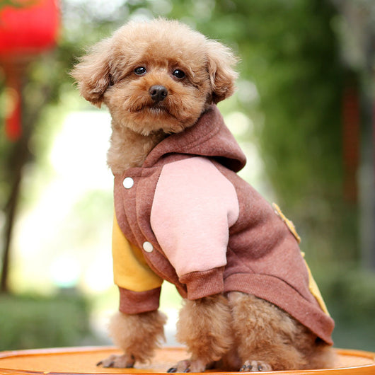 Ropa de Abrigo para Perros Otoño e Invierno - Image 8