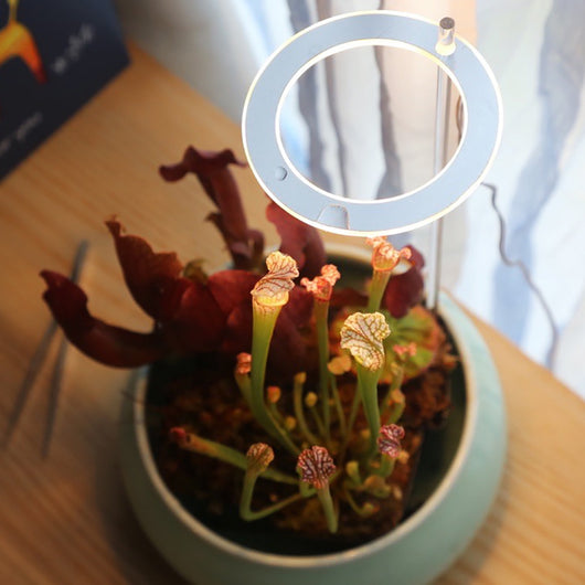 Lámpara LED de Espectro Completo para Plantas y Suculentas - Image 23