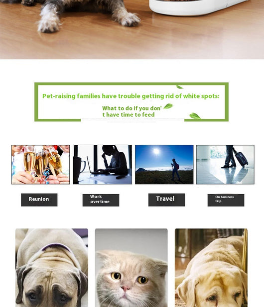 Comedero Inteligente Automático con Control Remoto - Image 9