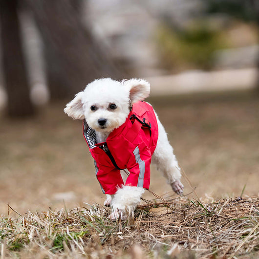Impermeable para Perros Resistente Todas las Estaciones - Image 2