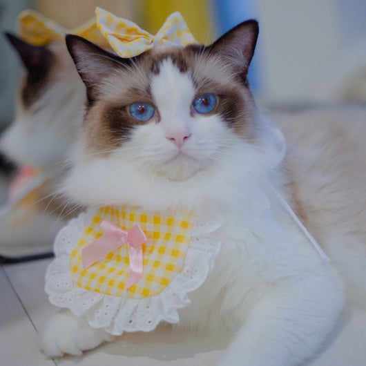 Babero Pañoleta Encaje Gato Estilo Princesa con Decoración - Image 25