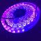 60 Luces M Placa Desnuda DC 5 V