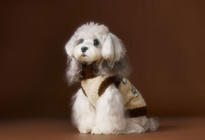 Suéter para Perro Tony Bear con Cuello Solapa - Image 6