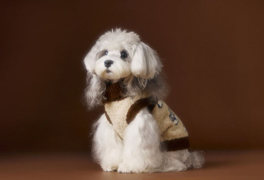 Suéter para Perro Tony Bear con Cuello Solapa - Image 6
