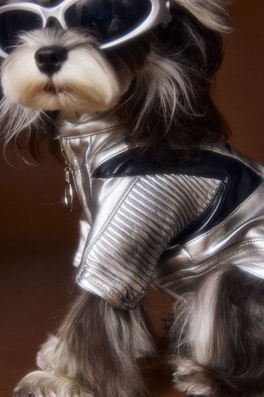 Chaqueta de Cuero Plateado Desgastado Teddy Schnauzer Bichon - Image 2
