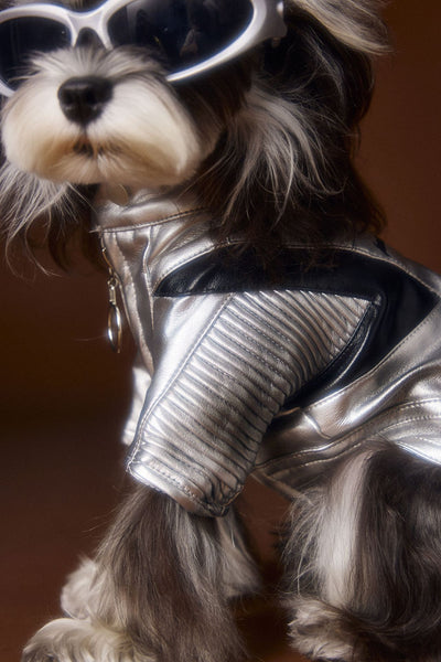 Chaqueta de Cuero Plateado Desgastado Teddy Schnauzer Bichon - Image 2