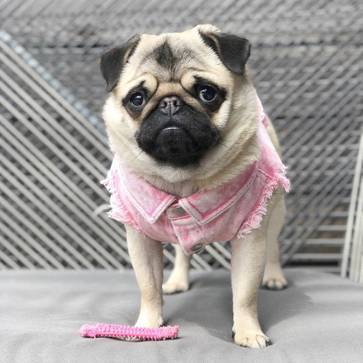 Chaqueta de Mezclilla Lavada para Perros - Ropa Cómoda y Elegante