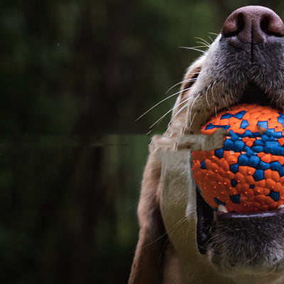 Orange and blue textured ETPU dog toy ball, resistant to bite and chew, for pet play. - Image 8