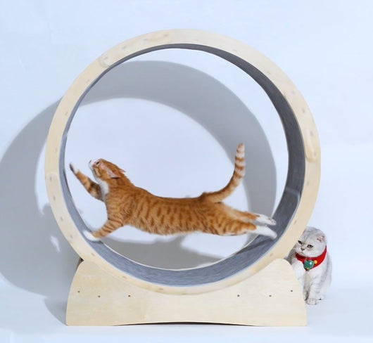Rodillo Interactivo para Gatos - Juguete de Ejercicio - Image 8