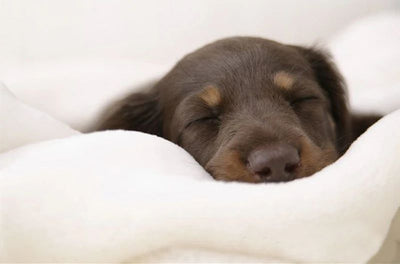 Cama Ortopédica para Perros y Gatos - Sofá Acogedor Estilo Clásico - Image 11