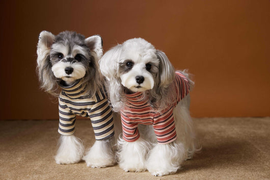 Camiseta Interior Ajustada para Perros Maltés y Schnauzer - Tejido Hipoalergénico - Image 17