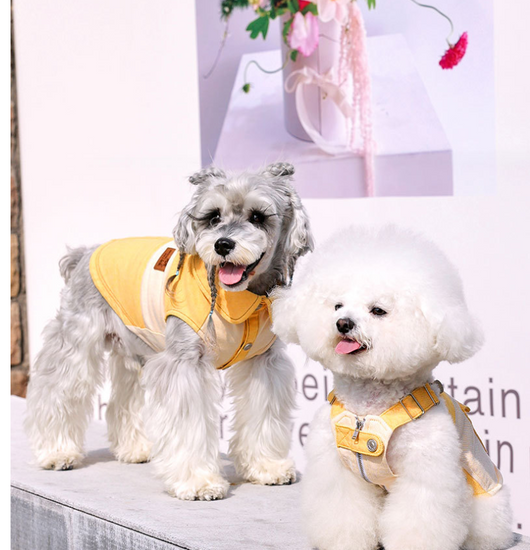 Ropa para Perros Pequeños - Abrigos y Suéteres para Bichón, Yorkshire y Schnauzer - Image 11