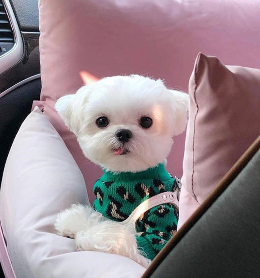 Suéter Leopardo Tejido para Perros Pequeños y Gatos - Image 9