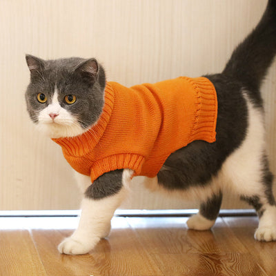 Suéter Gato Azul Británico para Otoño e Invierno - Image 9