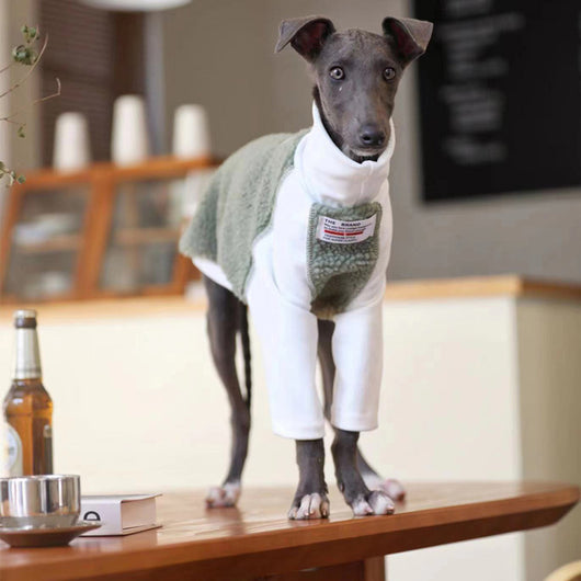 Ropa para Perros Pequeños y Medianos Whybit - Accesorios para Galgos
