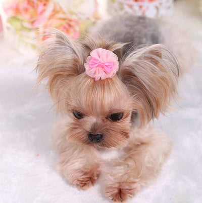 Pasador Organza Burbuja Adorable para Mascotas - Image 11