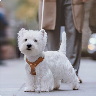 Arnés de Paseo para Perros Pequeños y Medianos con Correa - Image 8