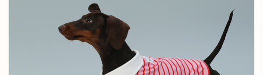 Chaleco sin Mangas para Perro Pequeño Rayas Rojo - Image 13